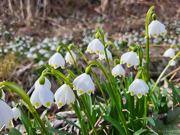 Schneeglöcken_.jpg  